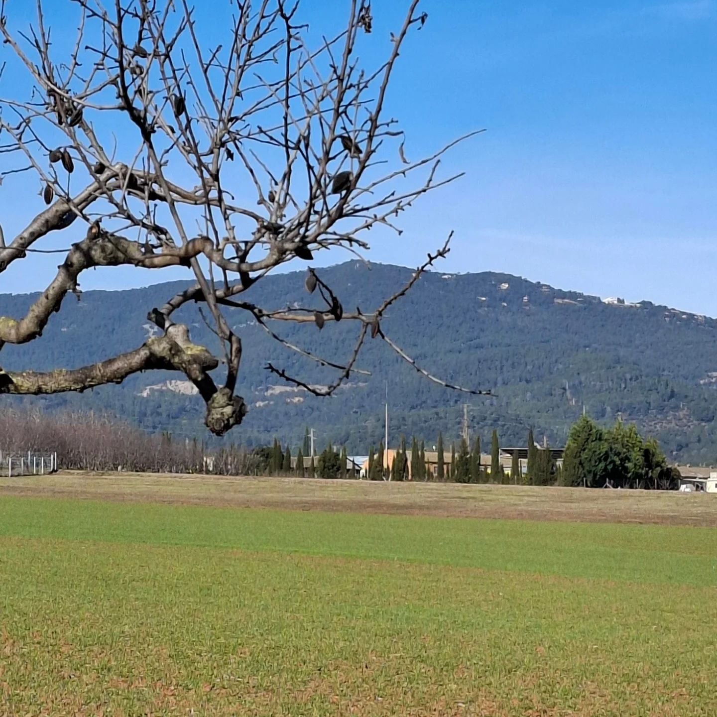 Ple municipal 26 de març de 2026